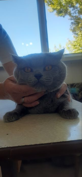 Britan mushugi juftlash uchun(вязка)