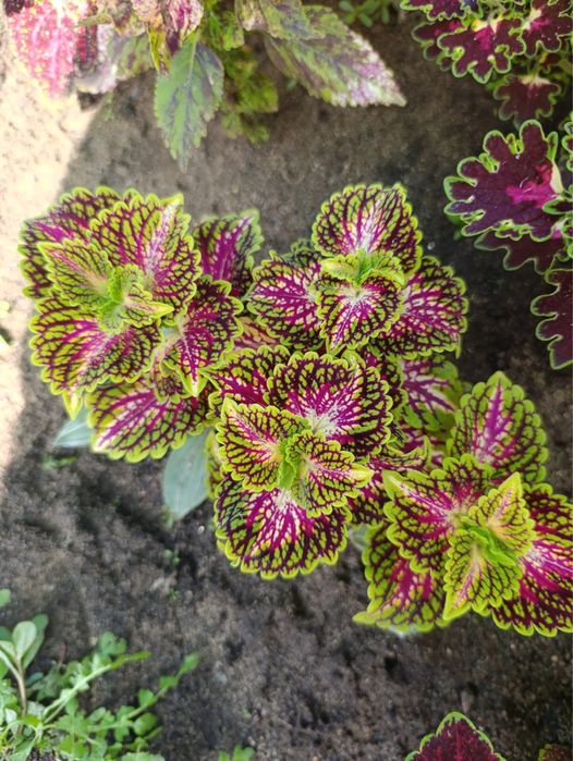 Продам цветы , колиусы , срез 500 тг