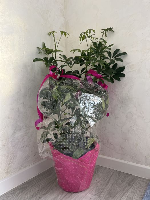 Продаётся большая шеффлера