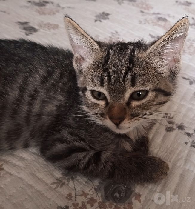 Котенок Мартин (3 мес)