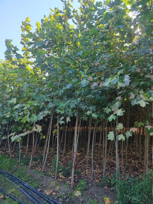 Platan și meatecan de la 2.5m la 6m