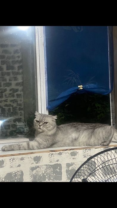 Продаются котята скотиш фолд