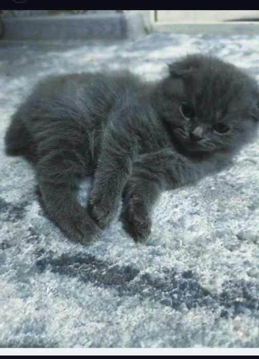 Скоттиш фолд кулоги йотган