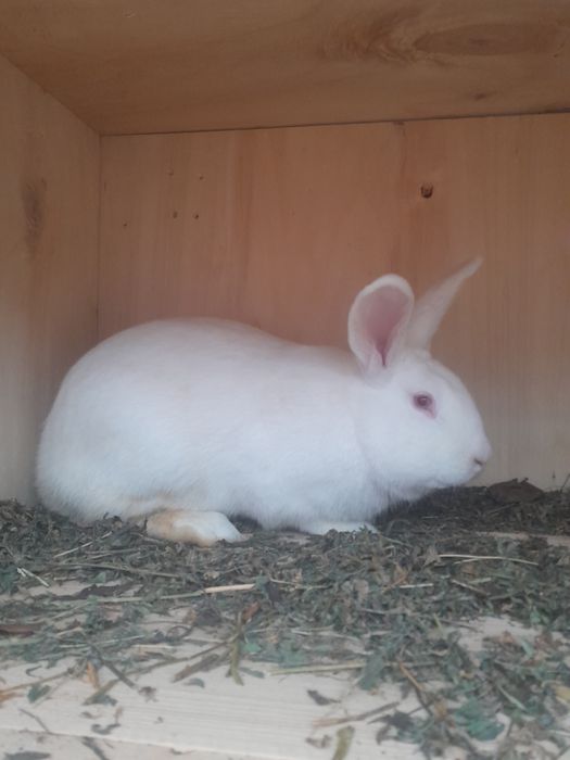 Iepuri de vânzare la preț avantajos