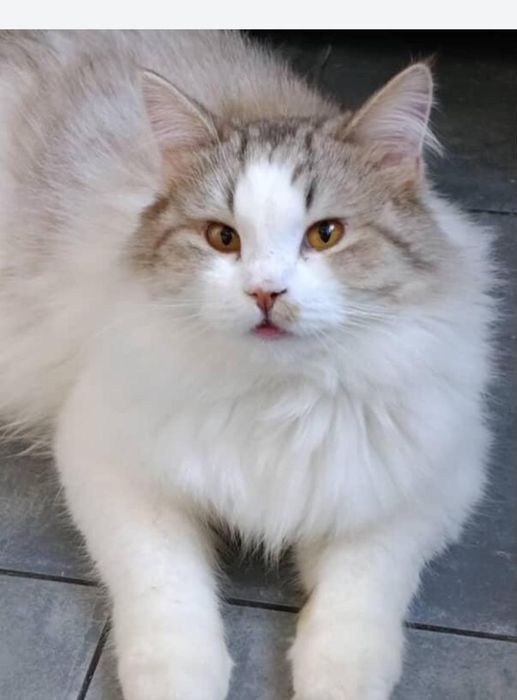 Ищут дом,стерильные,привитые.