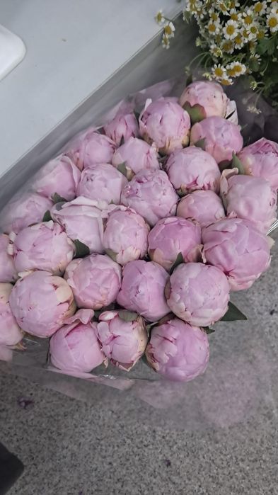 Пионы Сара Бернар