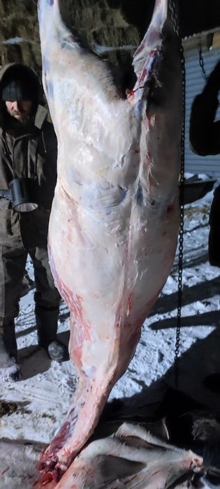 Байтал жирные с откорма