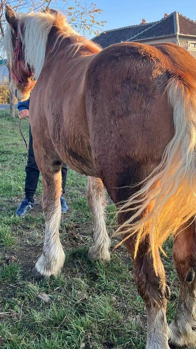 Vând ce se vede în poză