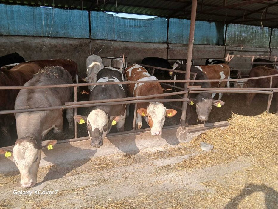 Vand 40 de taurasi, 20 lei + ANAF