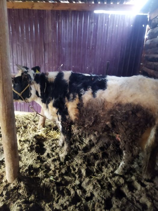 Семиз Бир Туган кашар бордакы