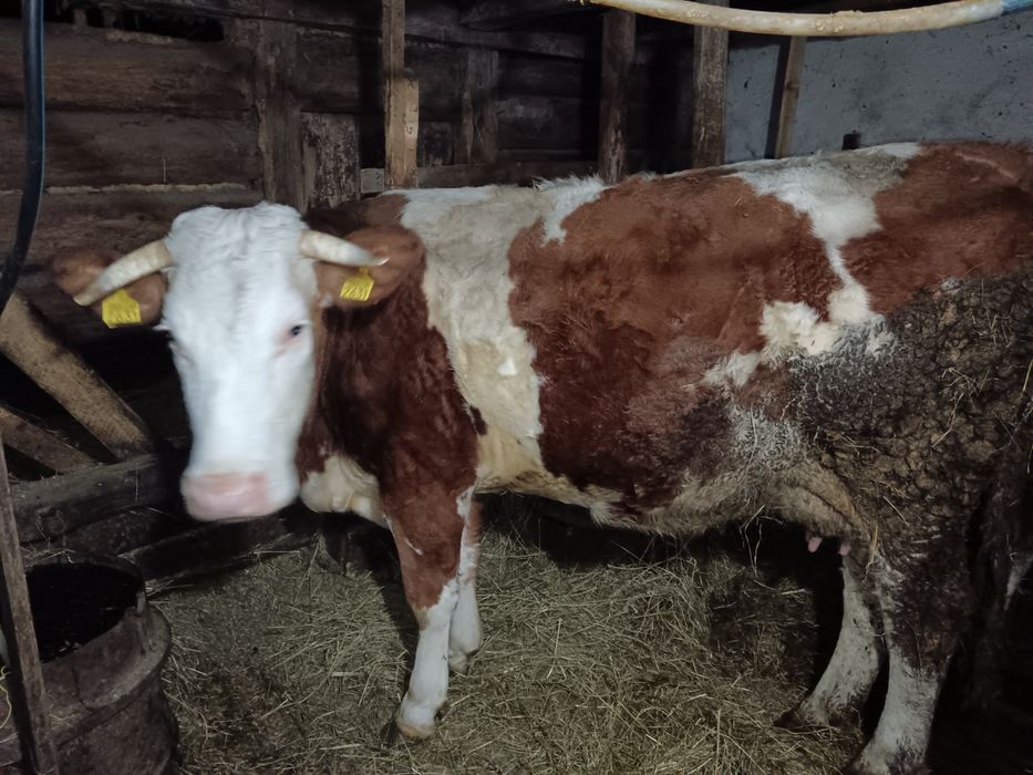 Vând vaca bălțată