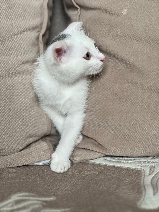 Котёнок 4 месяца, шотландец