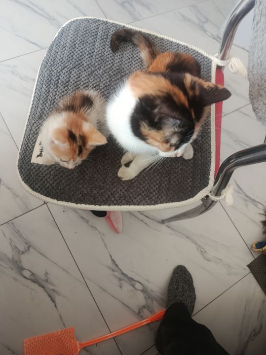 Отдам котят добрые руки