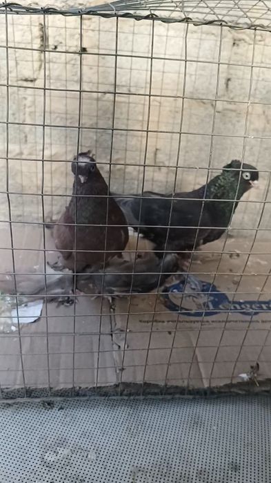 Голуби пара с пискунами