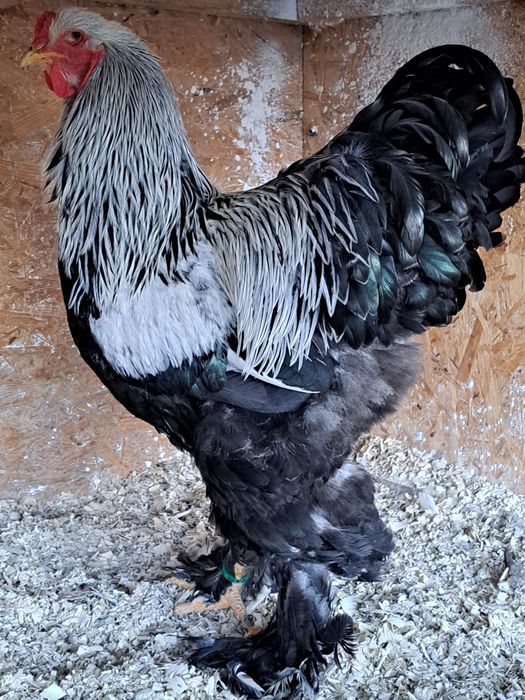 Cocos brahma herminat inchis