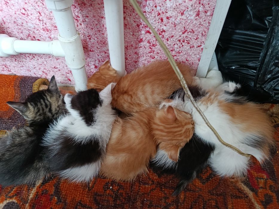 Mushuk bolalari 2 oylik