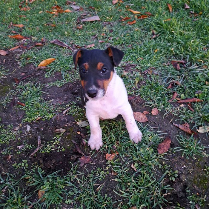 Трицветен Фокстериер