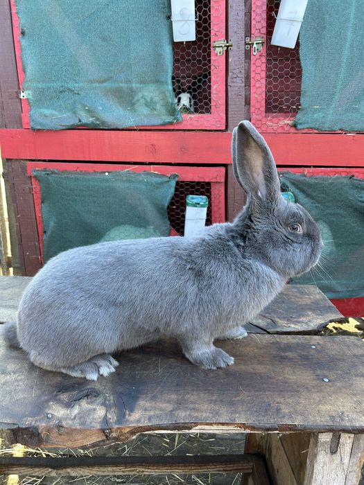 Mascul fluture german