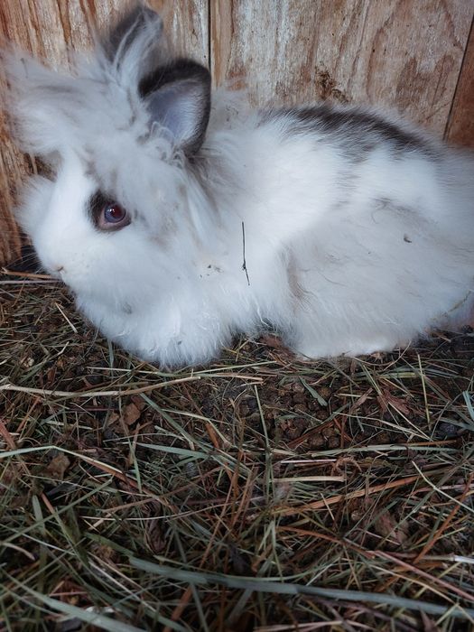 Iepuri pitici teddy,puiuți
