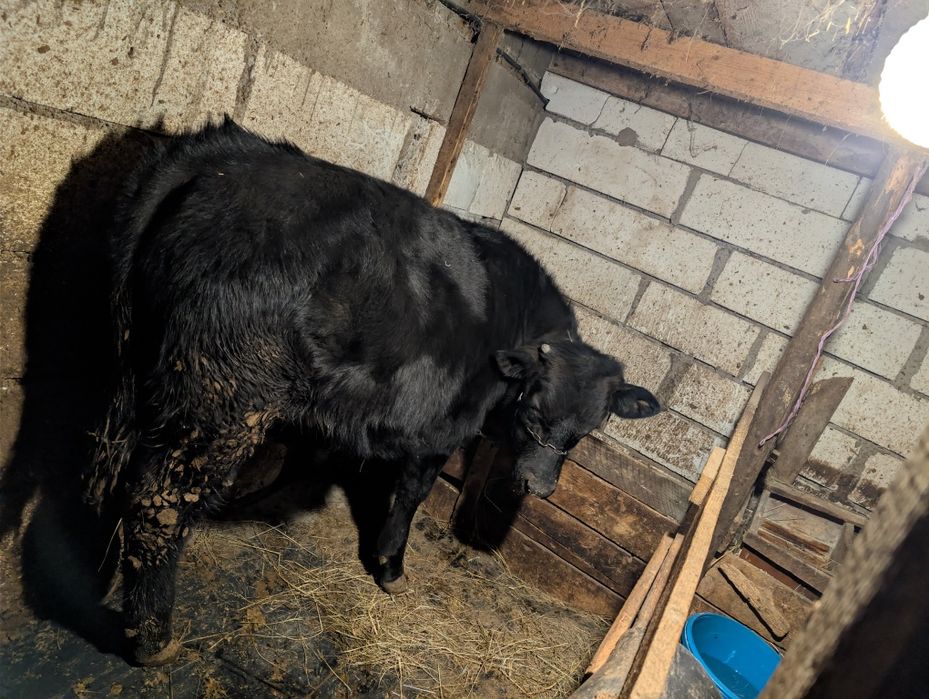 Vând vițel și vacă