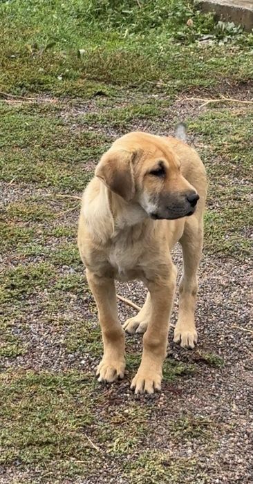 Срочно сатыладыкушык