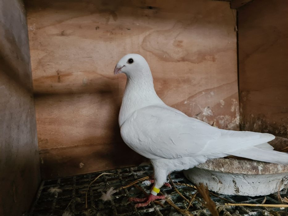 Porumbei voiajor Albi