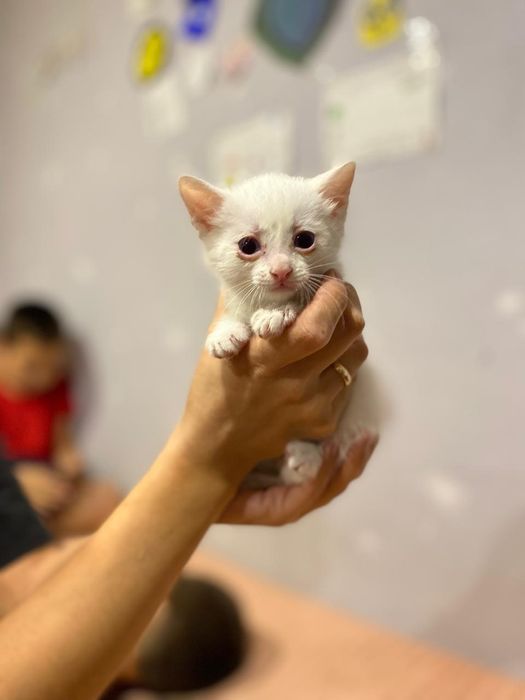 Отдам белых котят