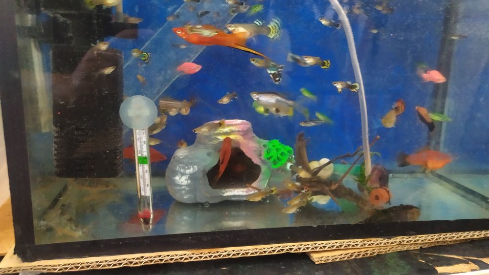 Продам  рыбки Гуппи Данио коридорусы анцитрус самец 10 см