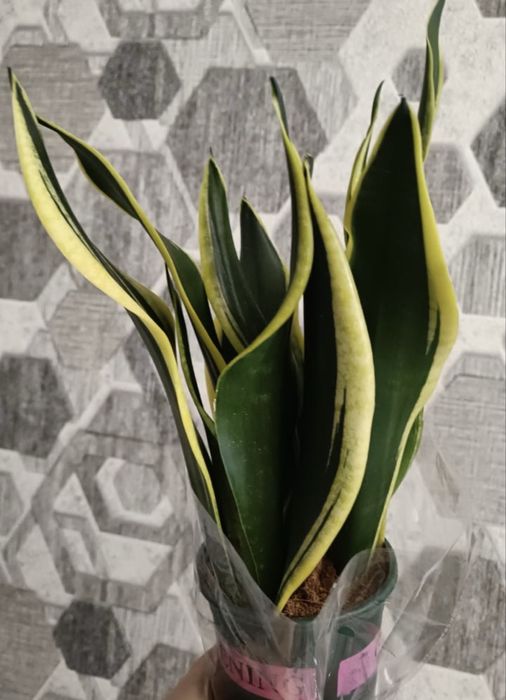 Продам сансивиерии .