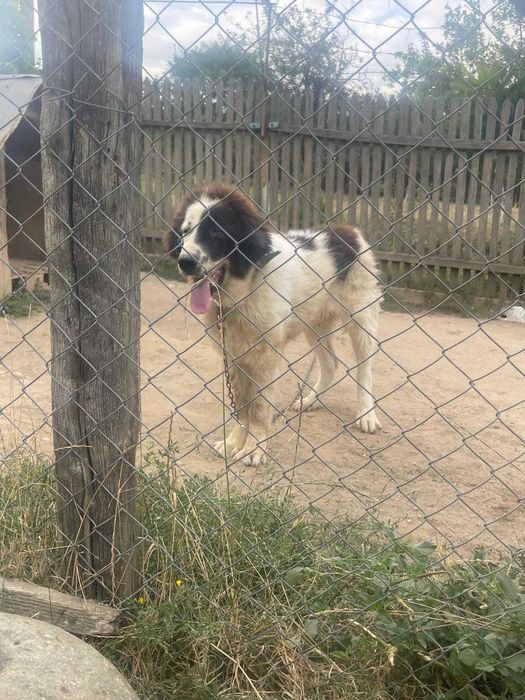 Vand mascul din rasa Ciobanesc de Bucovina si femela din rasa Kangal