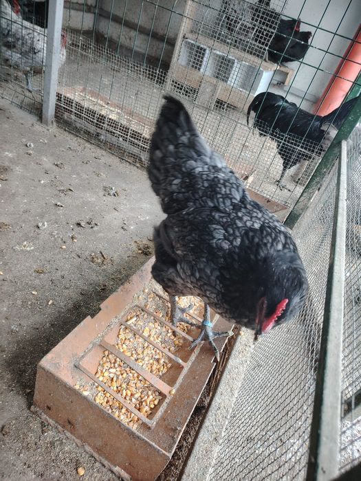 Vând ouă gaina  Australorp albastru și negru. Pentru incubat