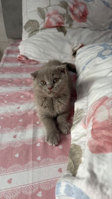 Pisica Scottish fold