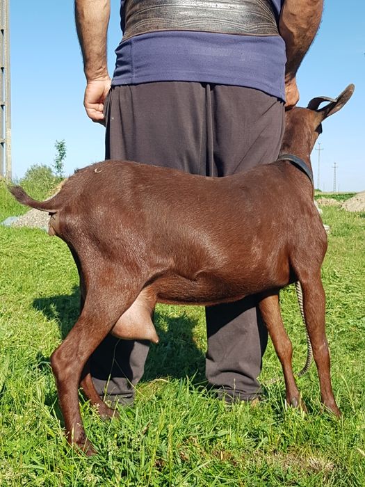 Murciano Granadina 2 capre tinere