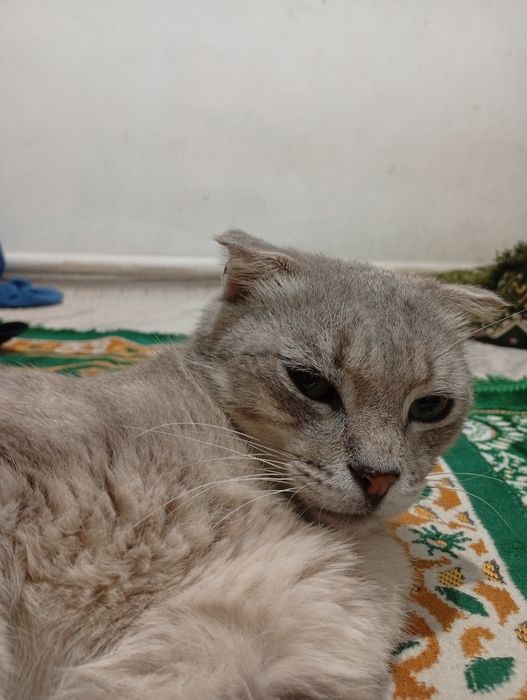 Шотландская вислоухая кошка