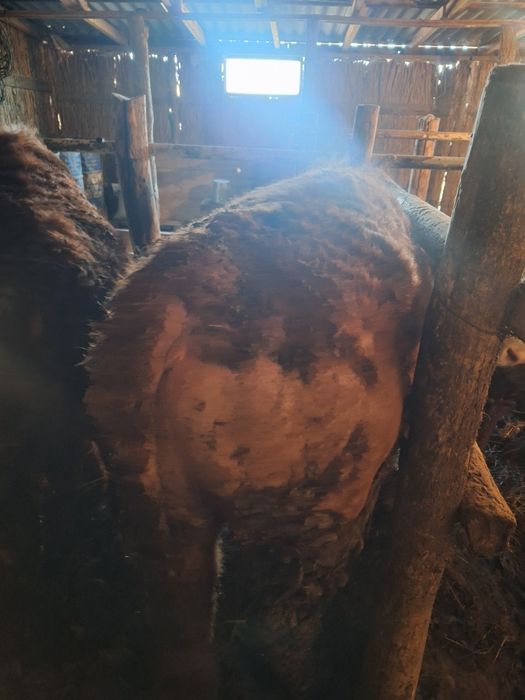 Бордақыда тұрған бұқалар сатылады