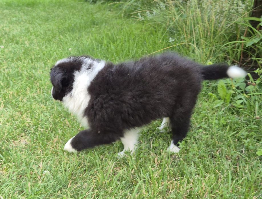 Pui Border Collie cu pedigree FCI