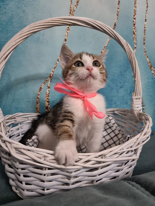 Котята мальчик и девочка