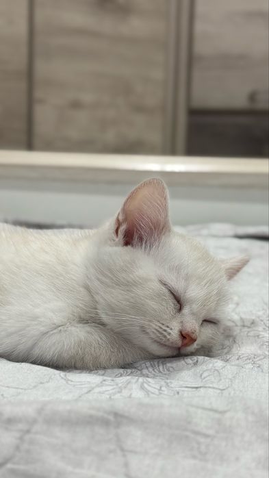 Отдам кота Скотиш страйд 4 месяца