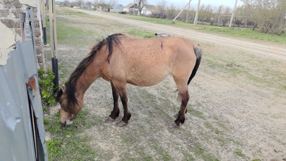 Биелер-кобылки !