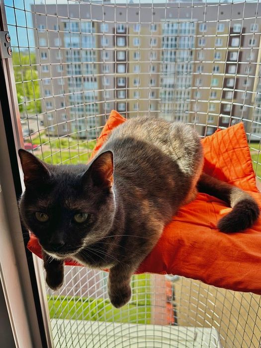 Балкон для кошек на окно