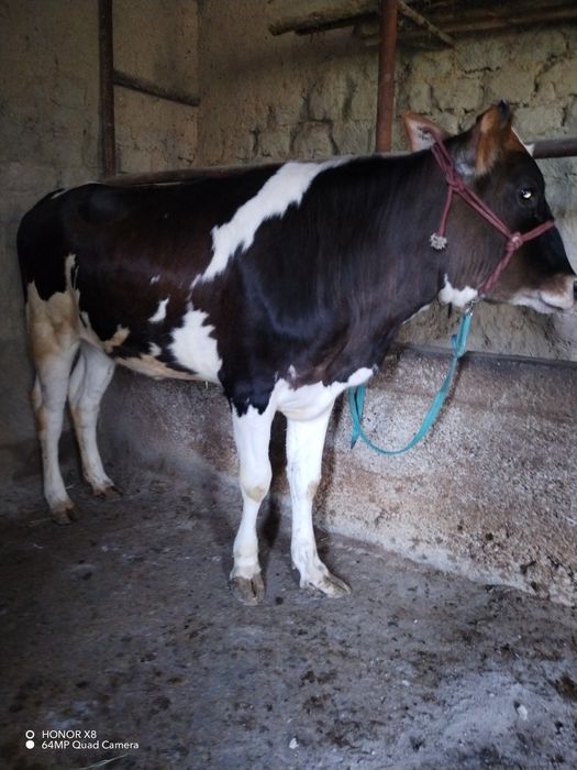 Shu ikkita katta G'unojinlar Sotiladi