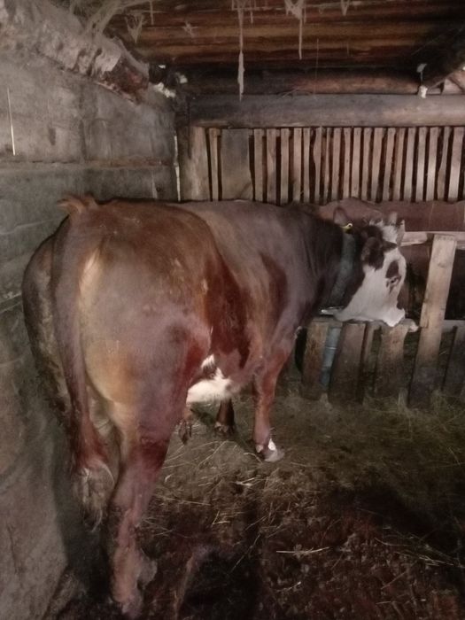 Продам быка один год