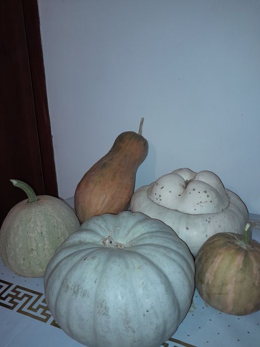 Асқабақ сатылады