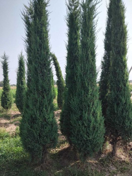 Можжевельник стрижка арча  кучатлари сотилади