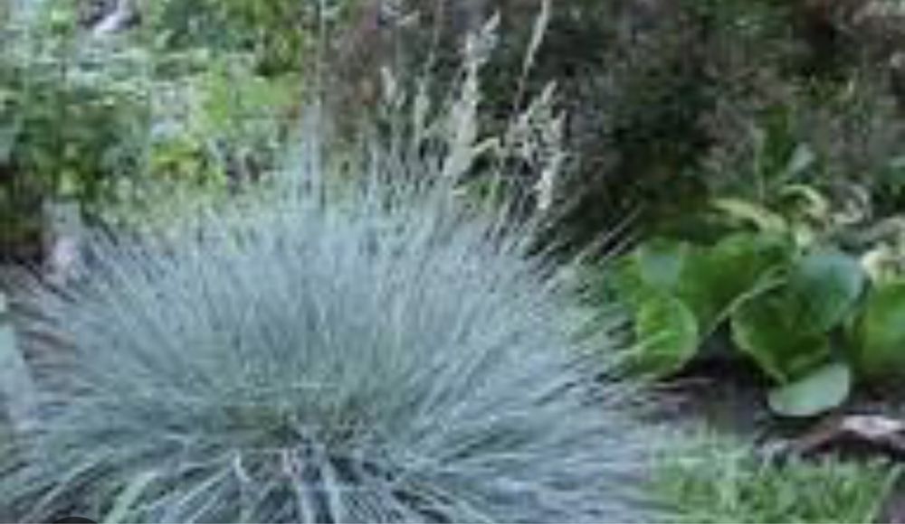 Овсяница сизая