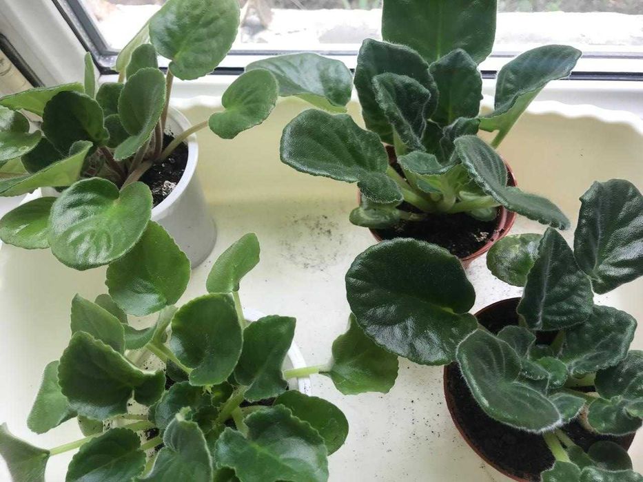 Фиалки разных сортов