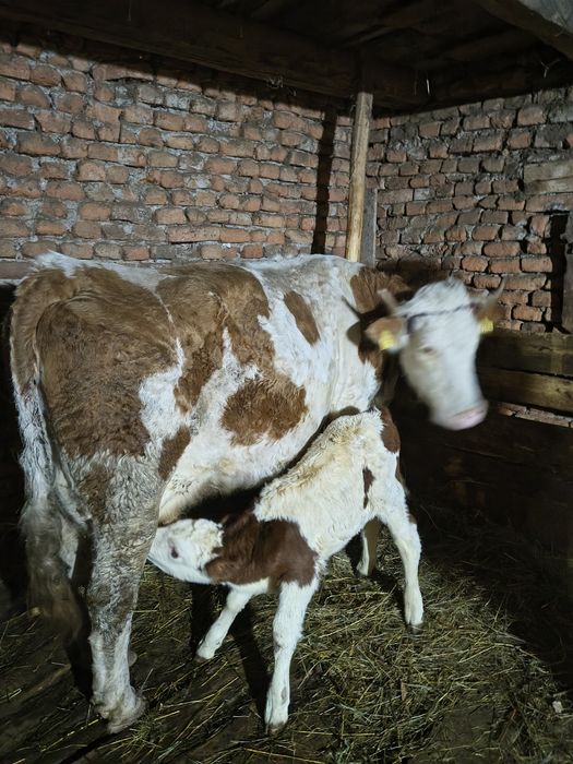 Vacă fătată cu vițel mascul de două săptămâni