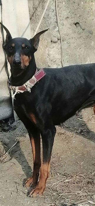 Doberman Toza zotli aqlli 1million som
