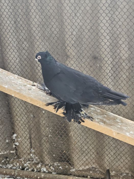 Продам голубя молодай