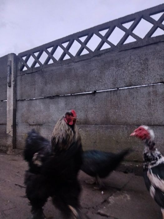 Vând cocos brahma sau schimb..